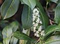 Cherry Laurel